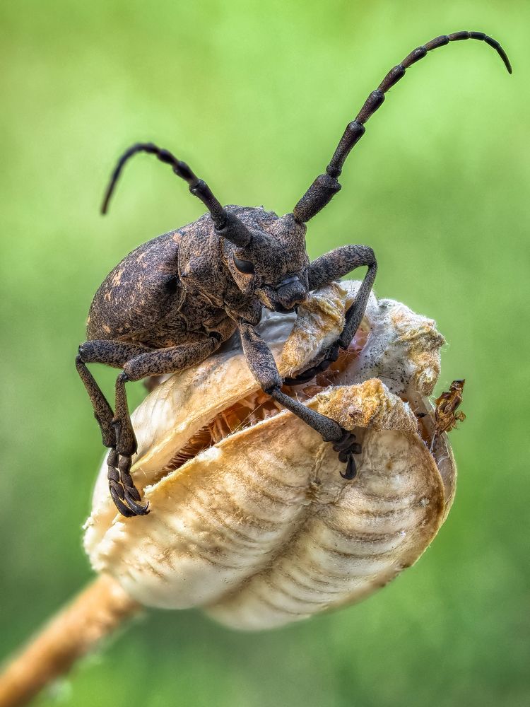 Ивовый толстяк.