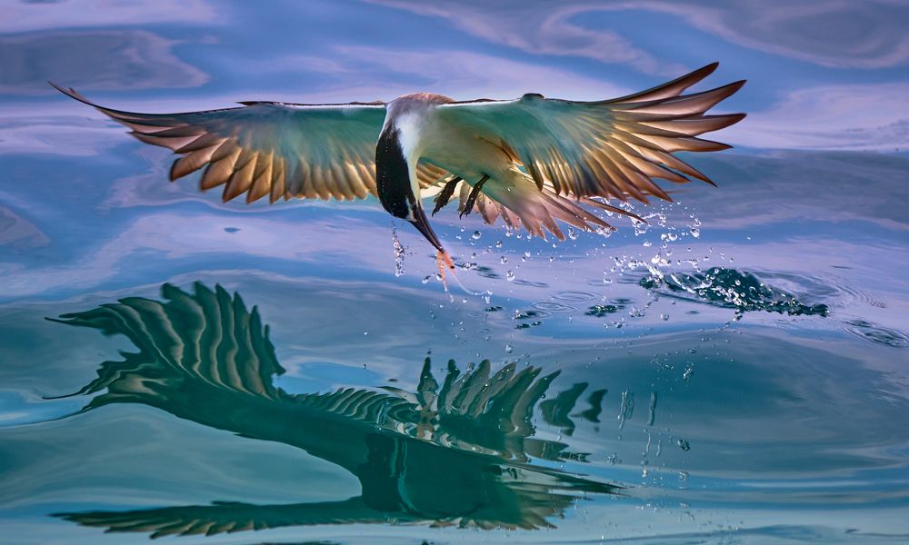 Фотография автора Maurice Leung