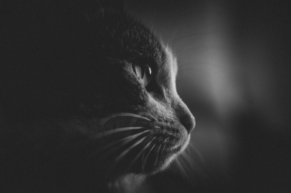 Photograph by Ольга Широкова