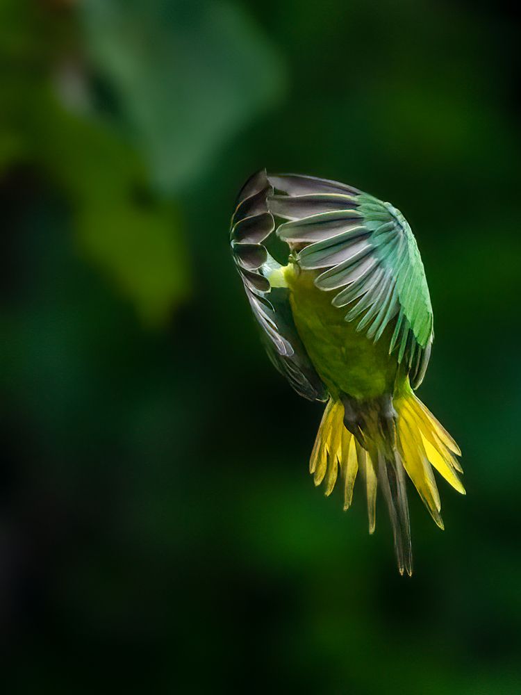 Photograph by Vipin P C