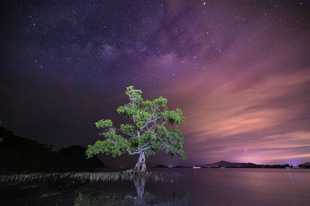The Lone Tree and Milky-way
