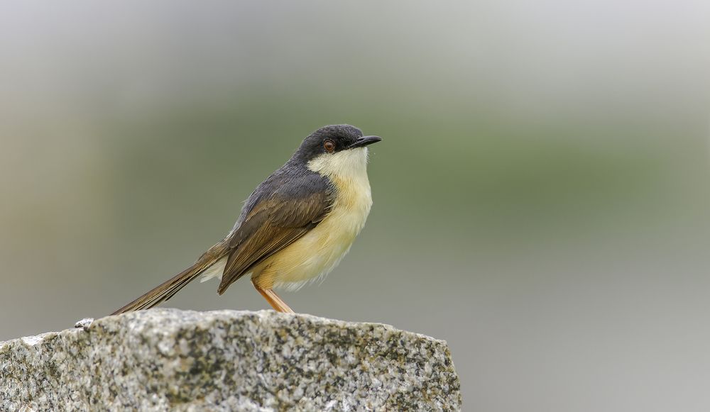 Фотография автора Mohammed J. Ahmed