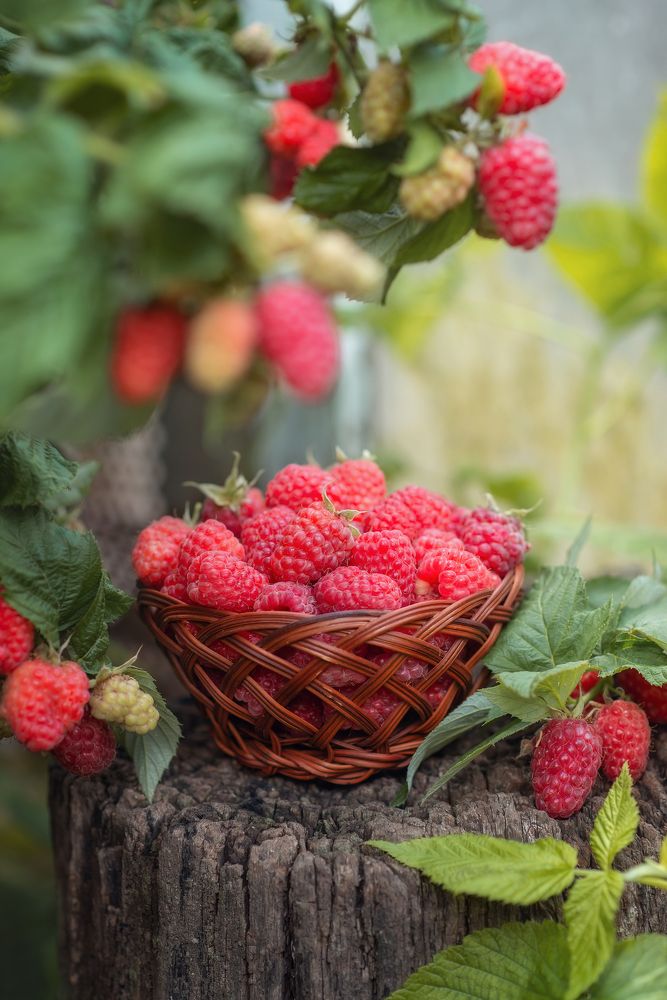 Photograph by Елена Косинова