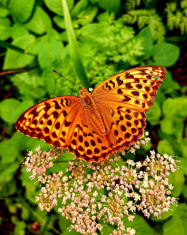 Photograph by Елена Жеребцова