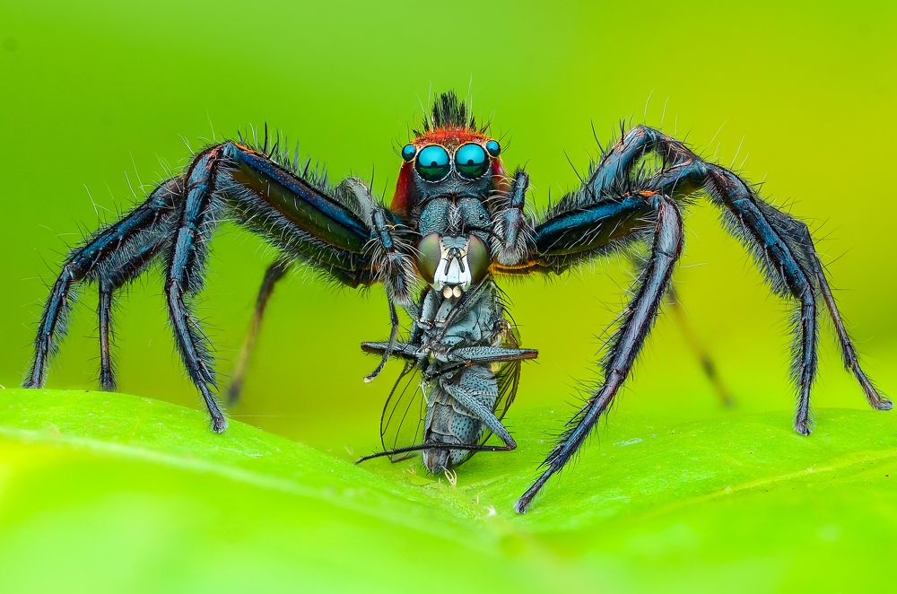 Jumping Spiders Hunting