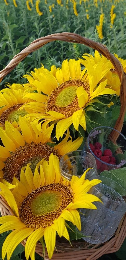 Фотография автора Ольга Мусина