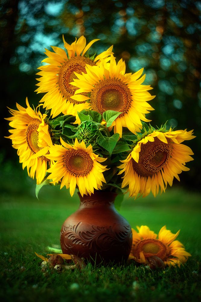 Фотография автора Елена Баклач