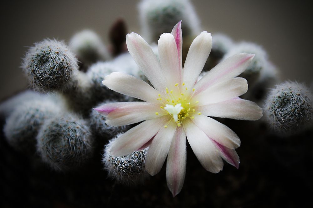 Cactus flower