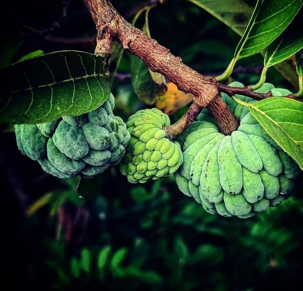 Photograph by S.Pavithra