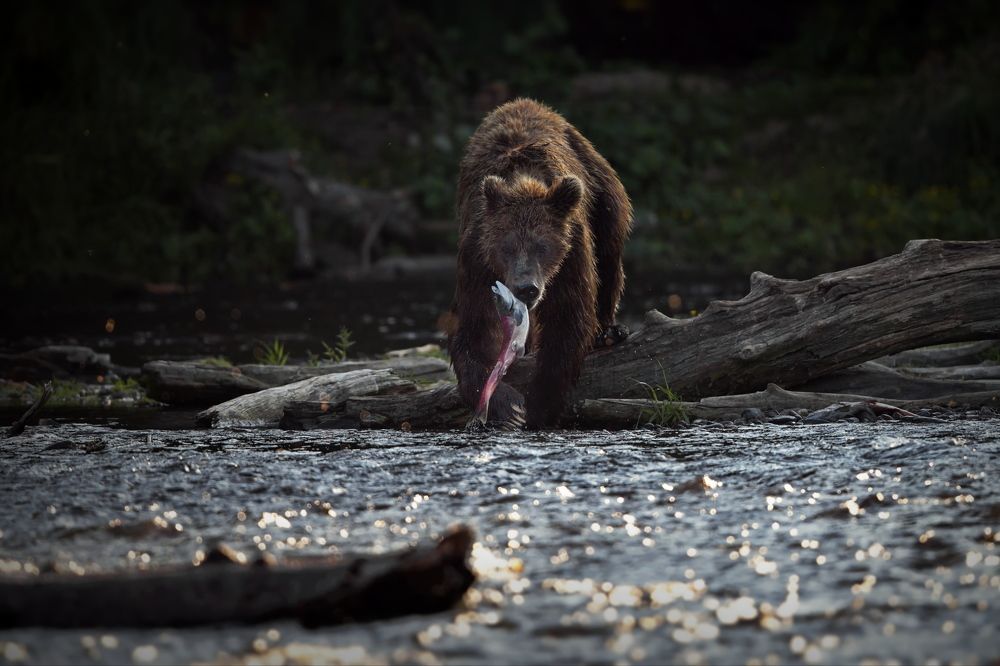 Я из лесу вышел...