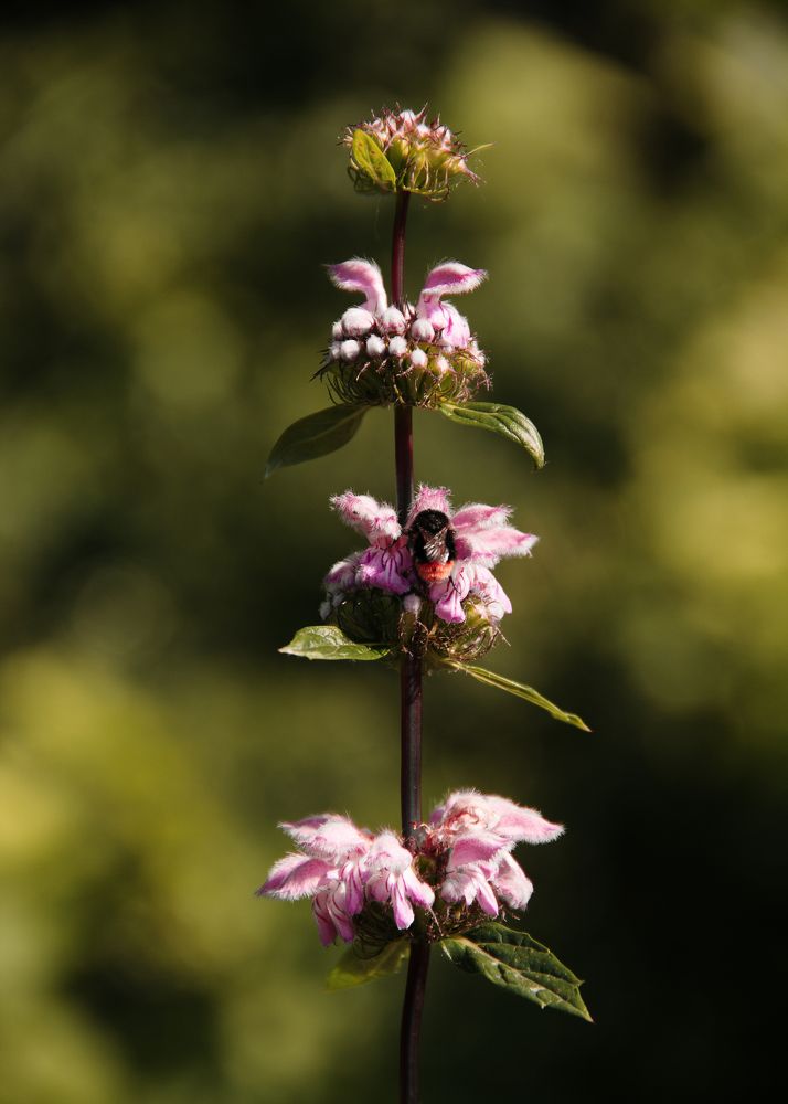 Photograph by Ирина Фатеева