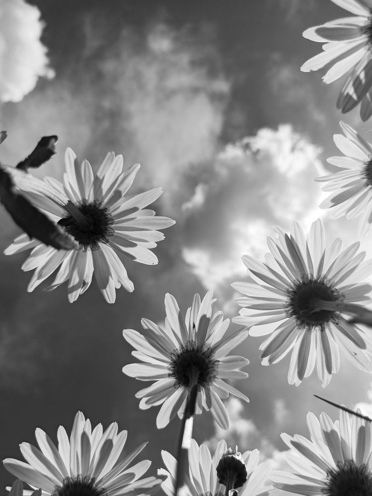 Photograph by Halina Mitsevich