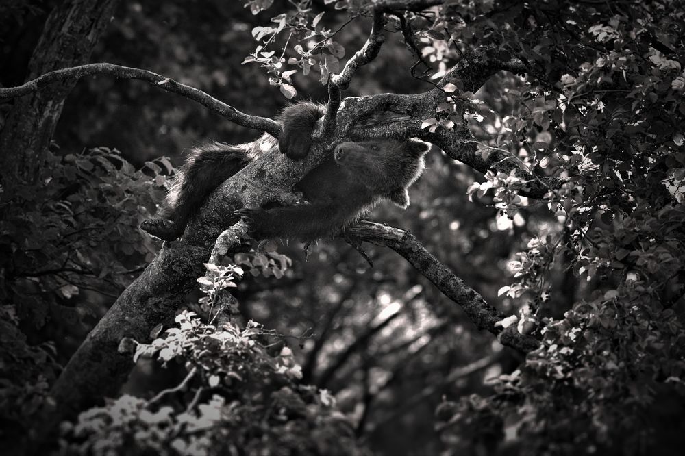 Наблюдатель