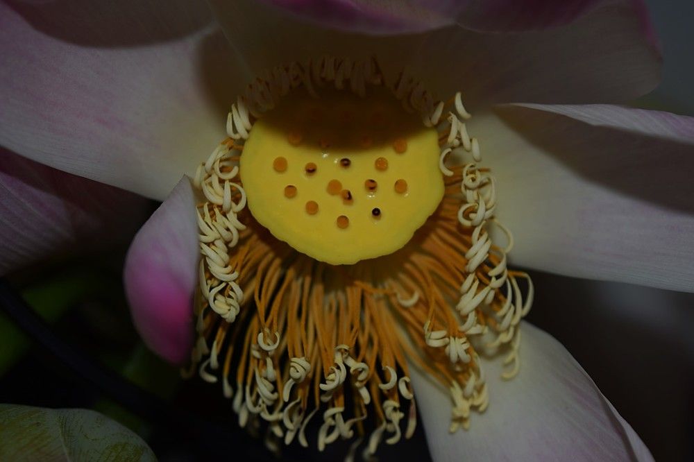 Photograph by Anuja Singh