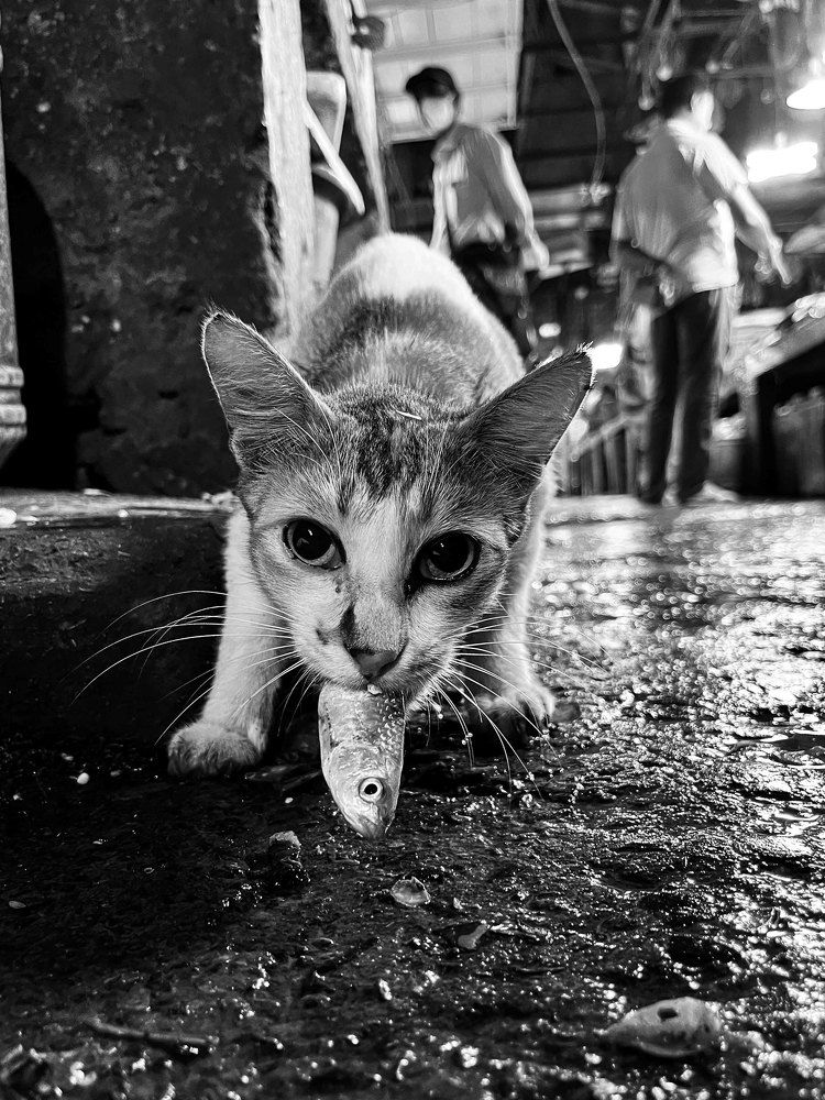 Photograph by Monalisa Paul