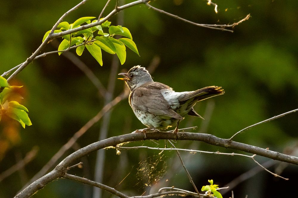 Photograph by Denis Schetinin