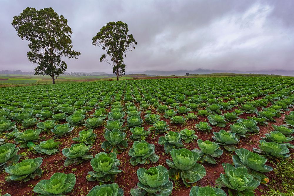 Photograph by Min Min Soe