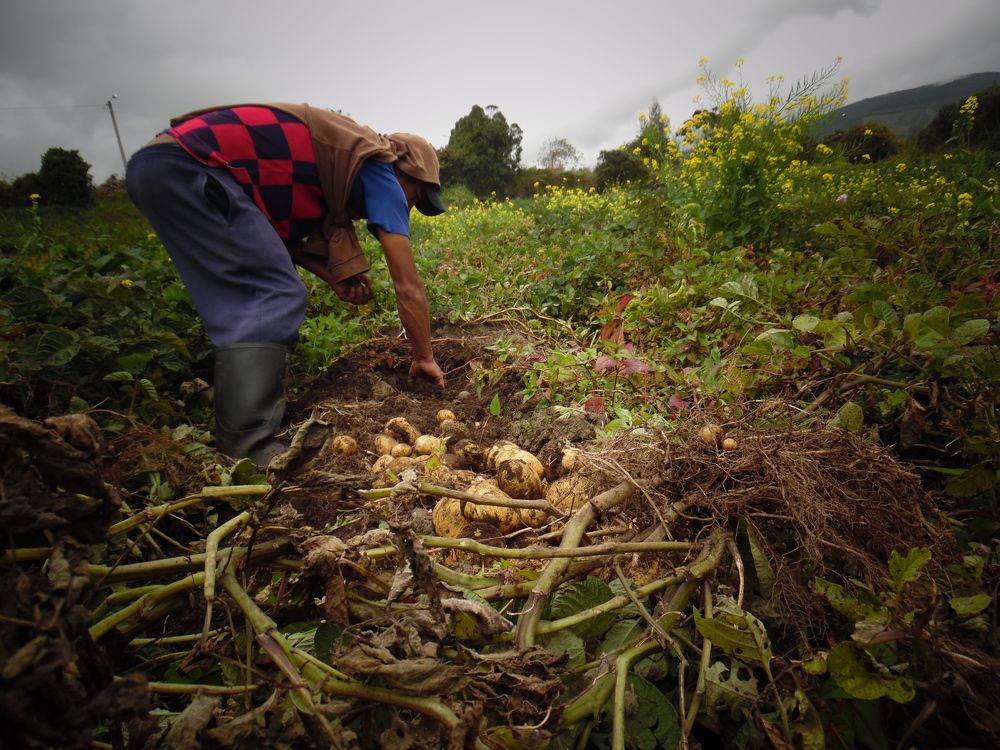 Cosecha de papas en los Andes