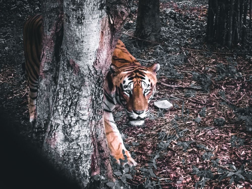 Фотография автора Arnab Nandi