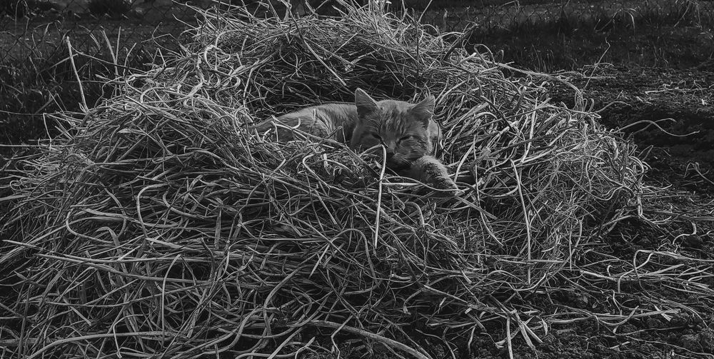 Photograph by Виталий Грачёв