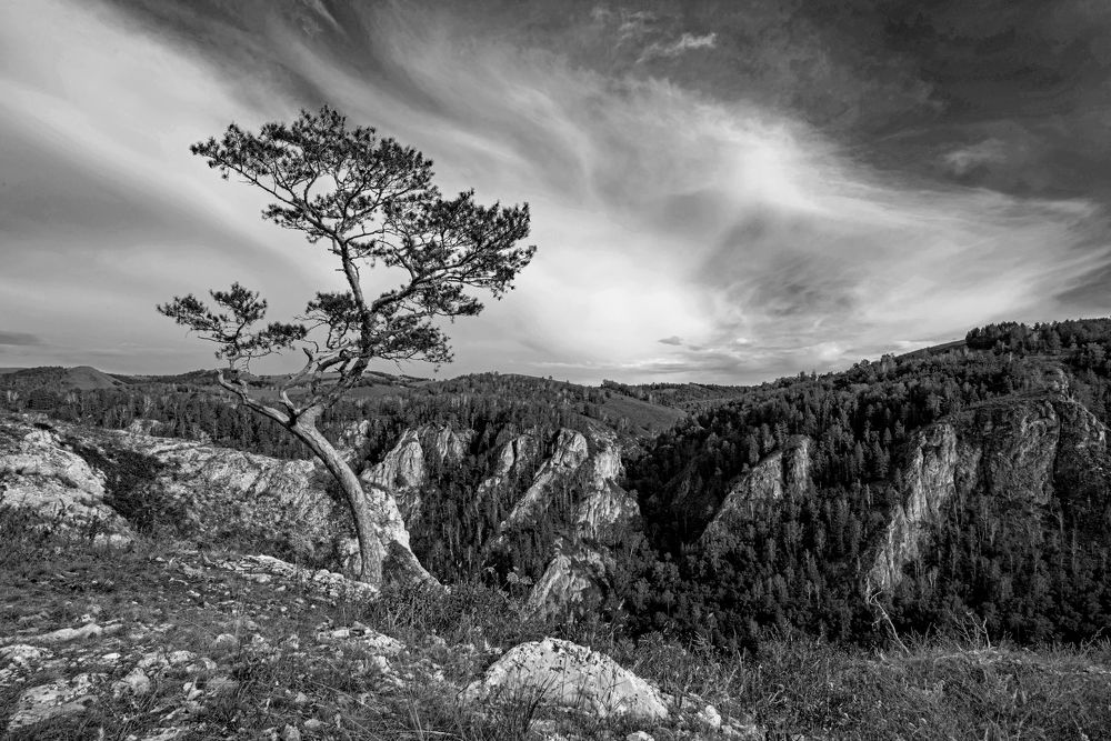 Одинокая  сосна Мурадымовского ущелья РБ