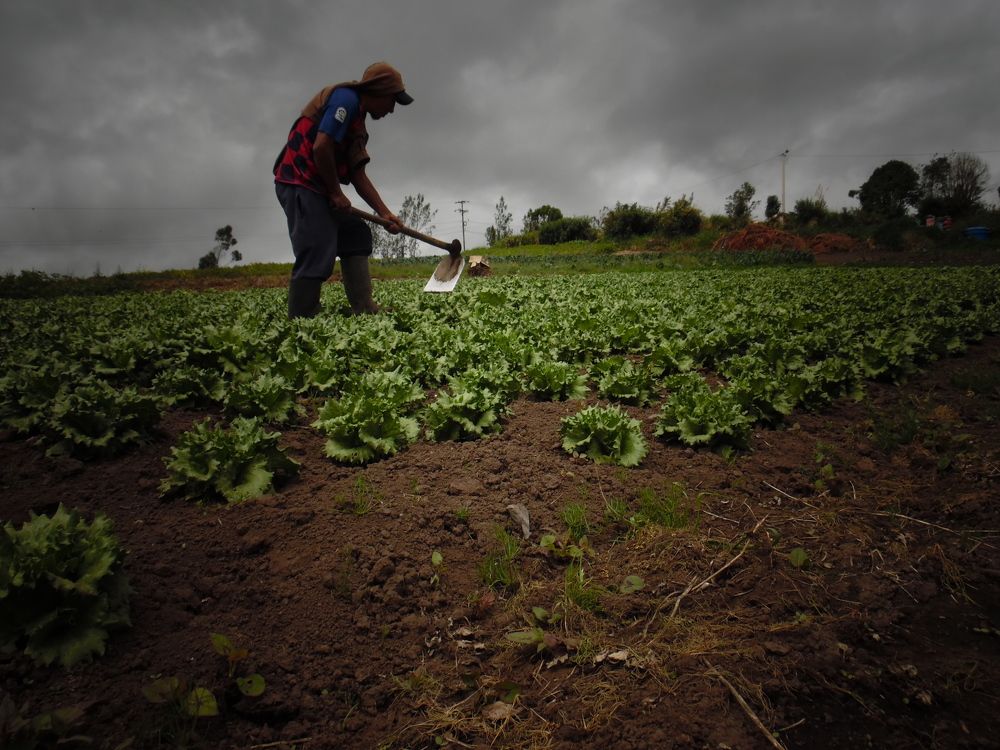 Lechuga en los andes