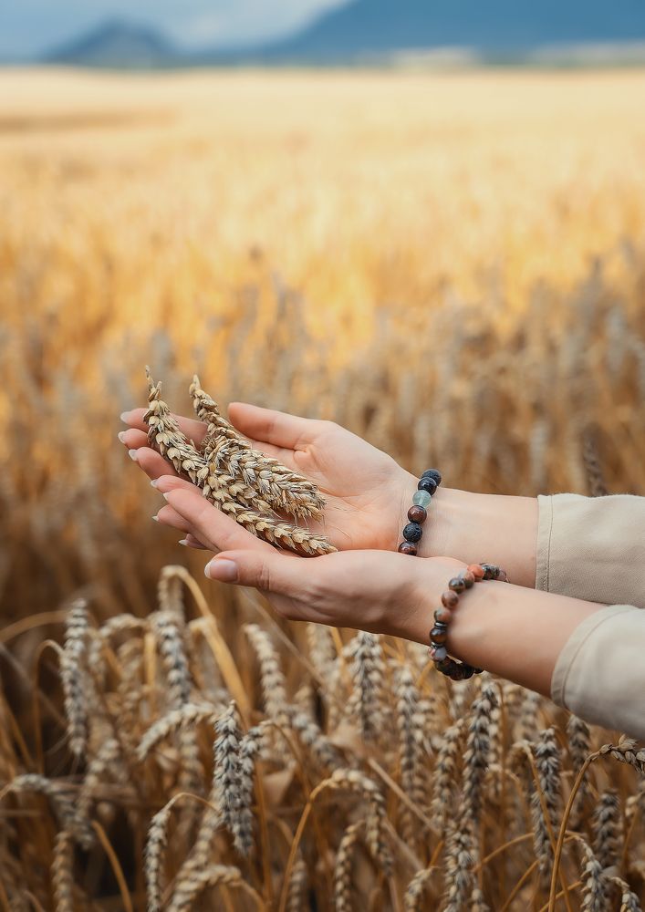 поля пшеницы в Пятигорске