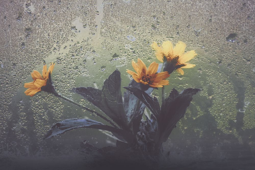 Фотография автора Anil Prabhakar