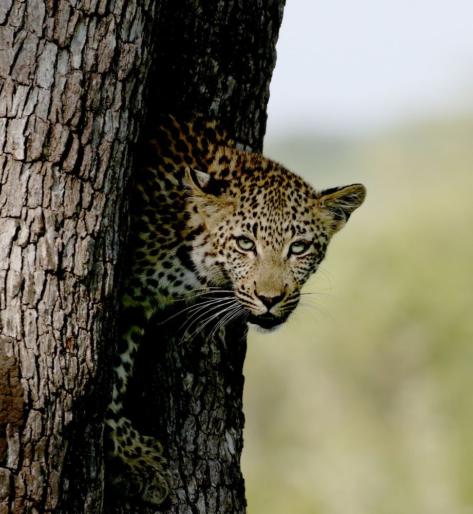 Eye contact