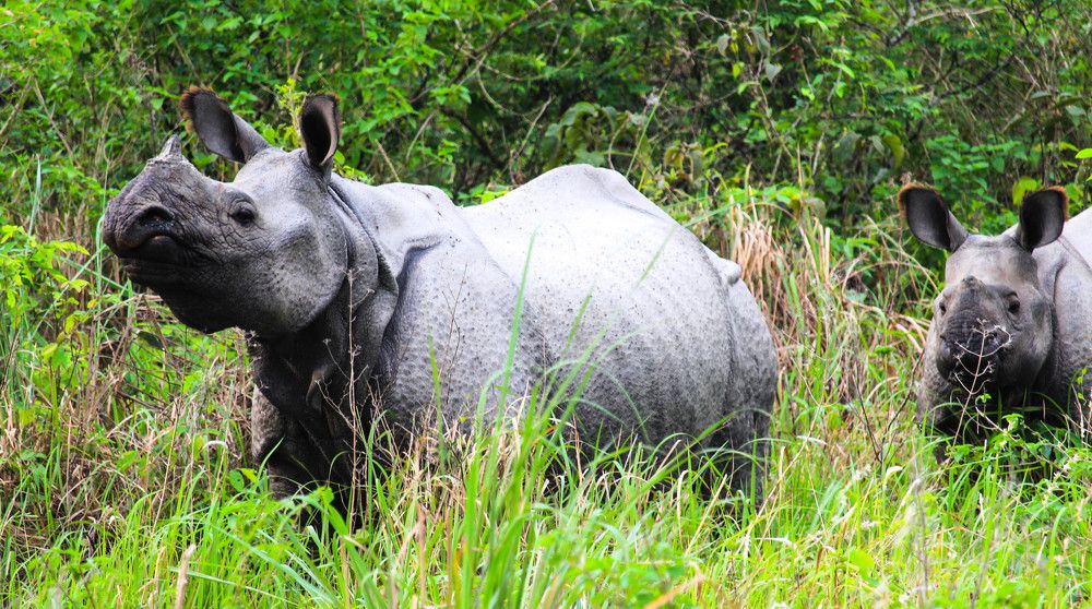 Фотография автора Suman Roy