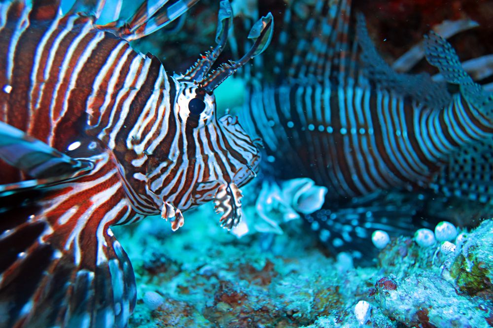 Photograph by Quyen Pham