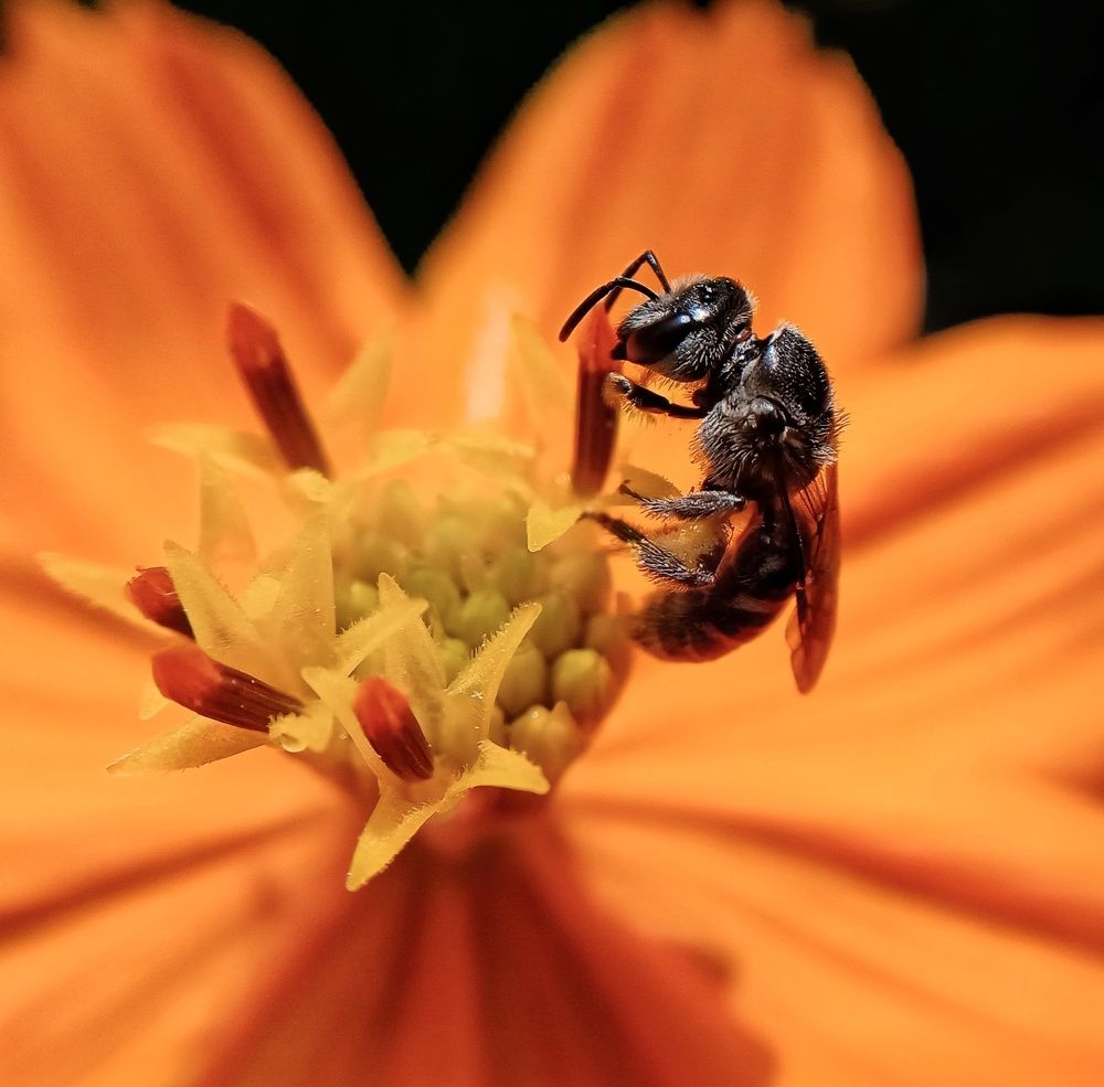 Photograph by Thimir adinisuru Ayththapulige