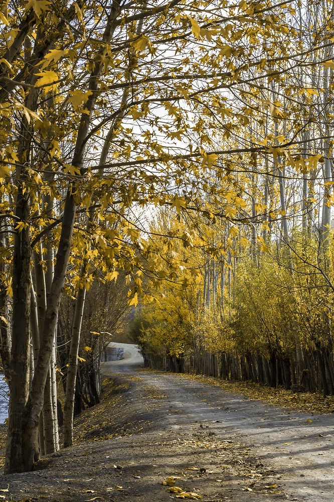 Фотография автора Majid Varasteh