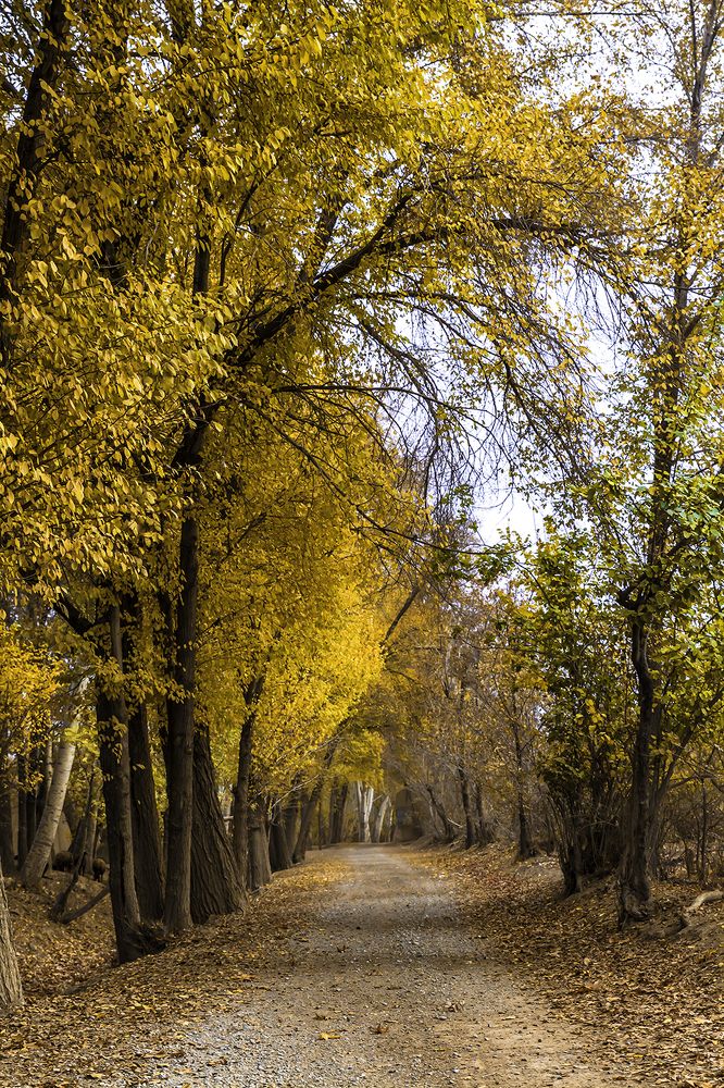 Фотография автора Majid Varasteh