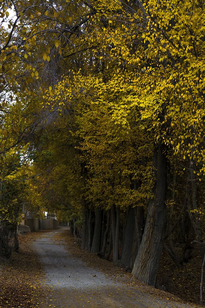 Фотография автора Majid Varasteh