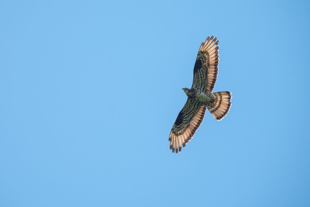 Воспаряя ввысь