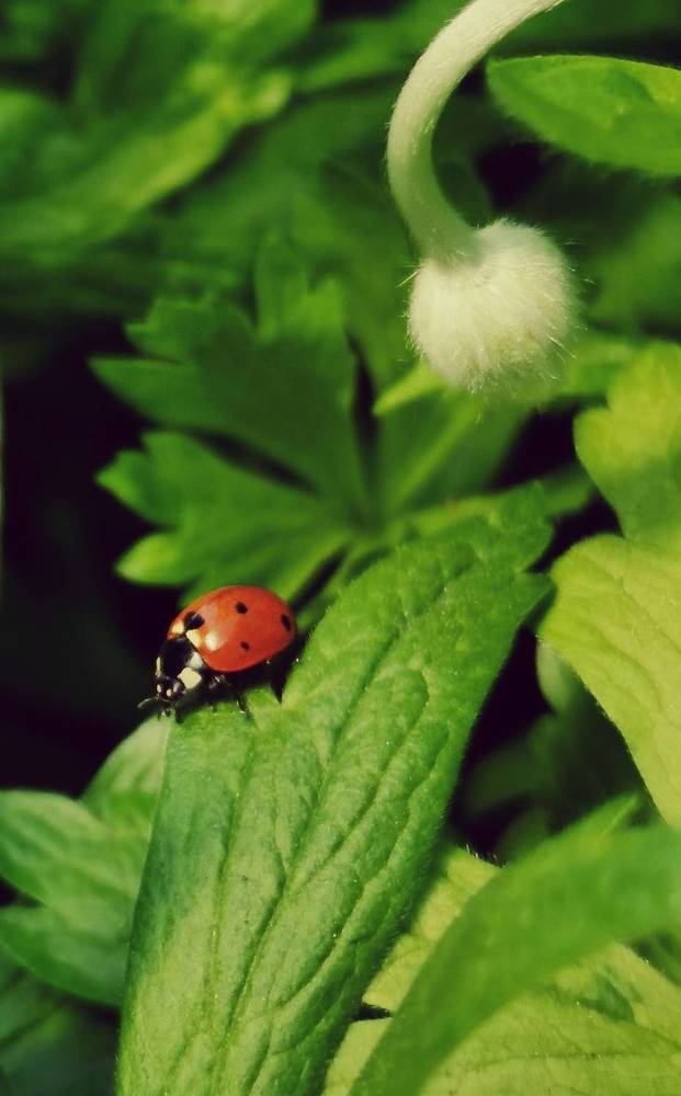 Рождение красоты