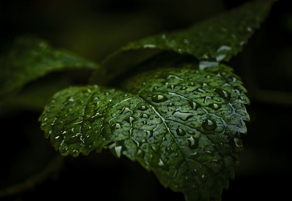 Изумруды лета.