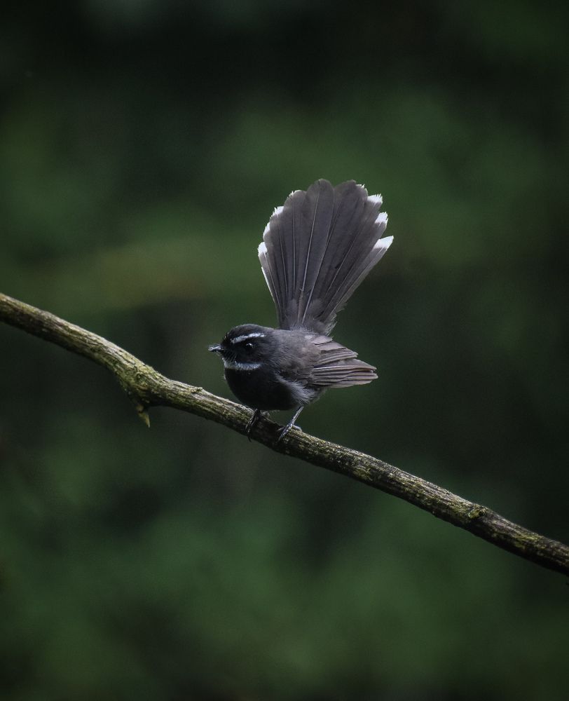 Photograph by Manish Mangar