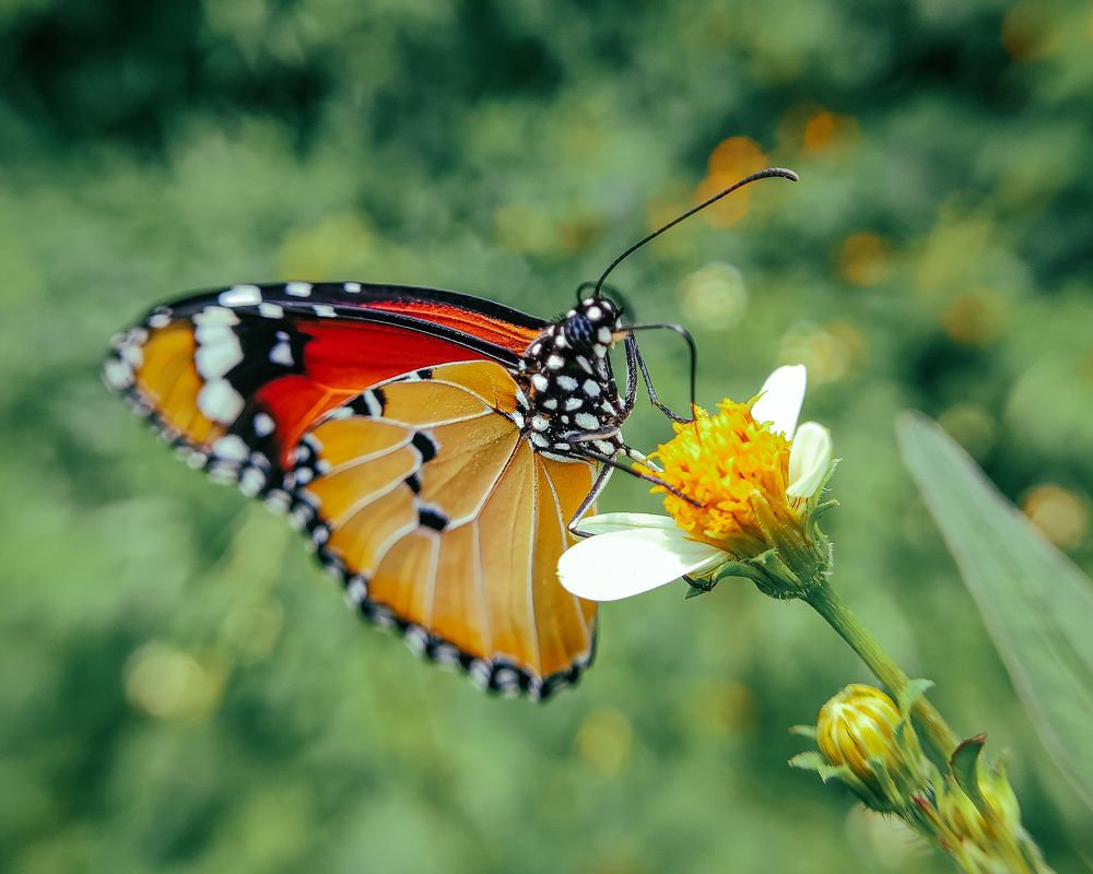 Photograph by Balesh kadakali