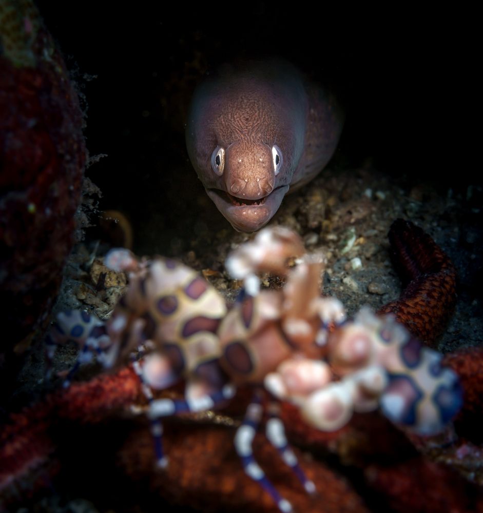 Мурена и Арлекин