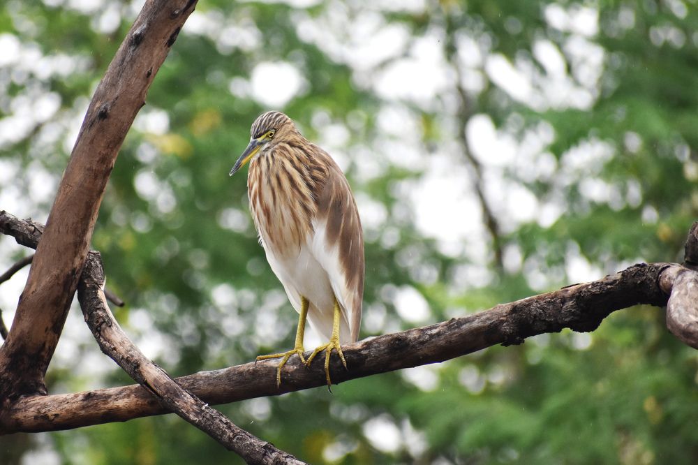 Photograph by Arulmurugan P