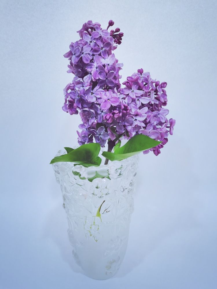 Фотография автора Rafa