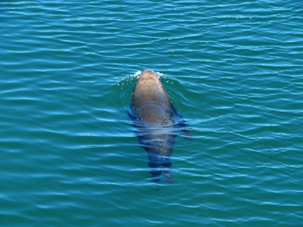 Sea lion