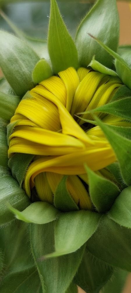 Photograph by Virginia Azocar