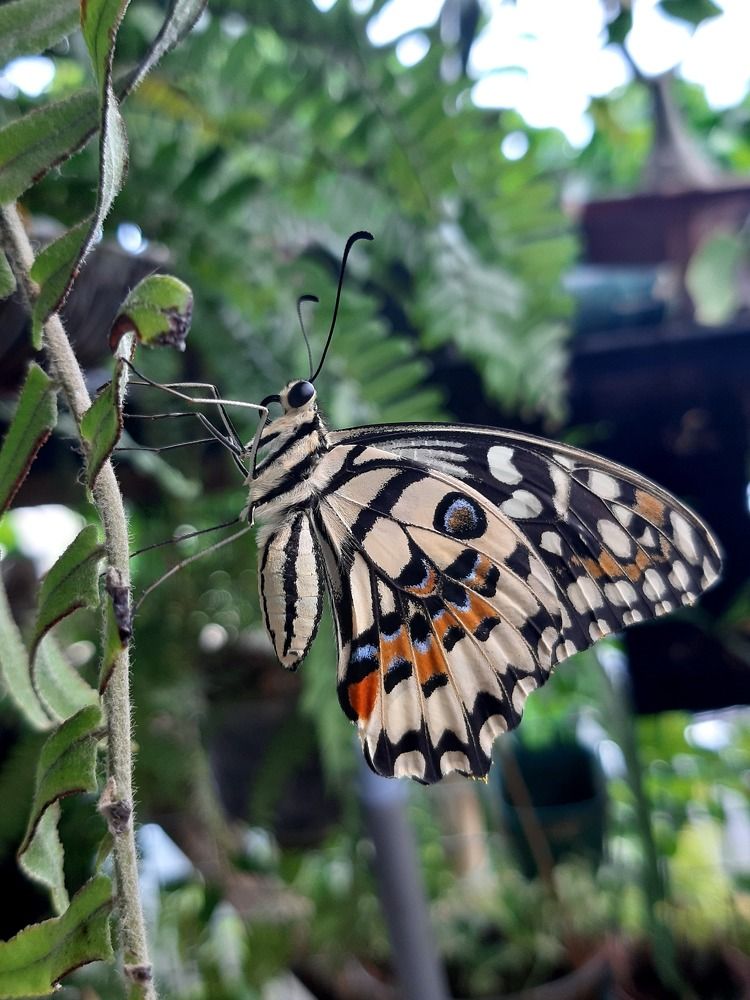 Фотография автора Paul Anton Mahinay