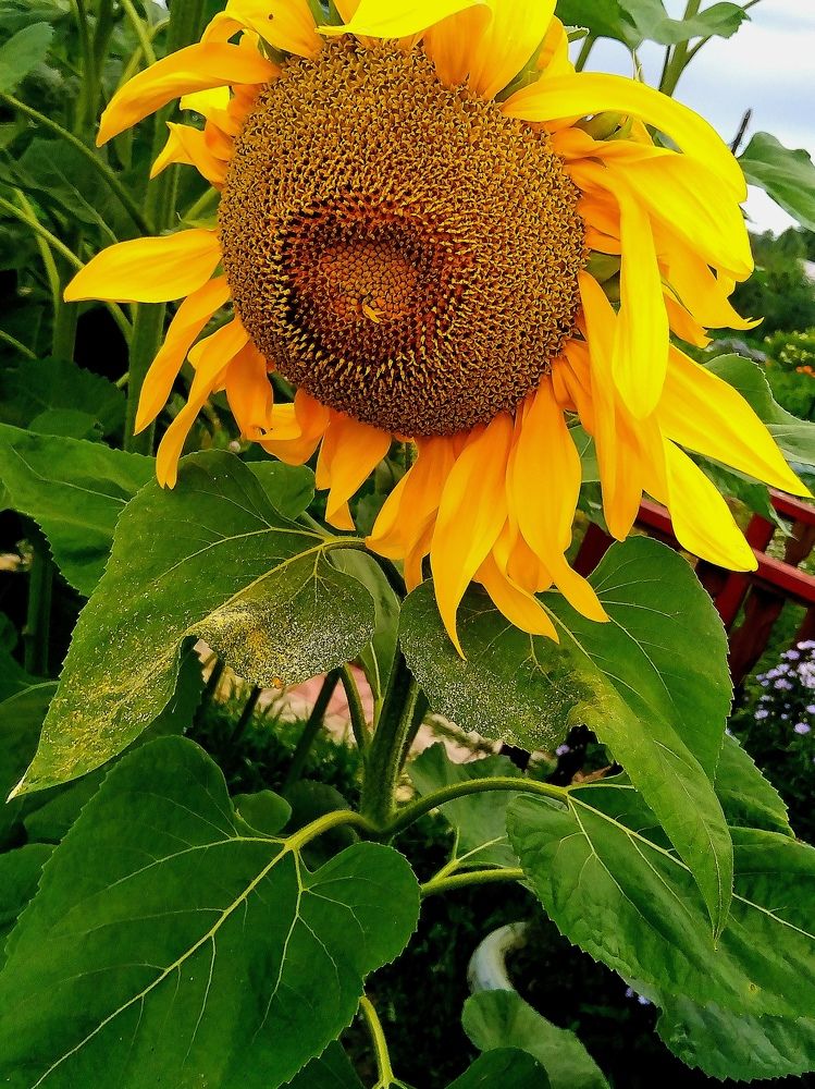 Солнце Августа