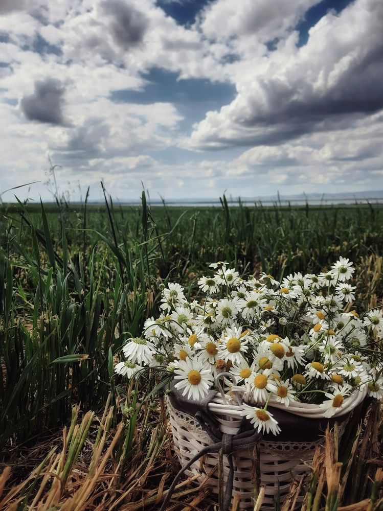 Отголоски лета