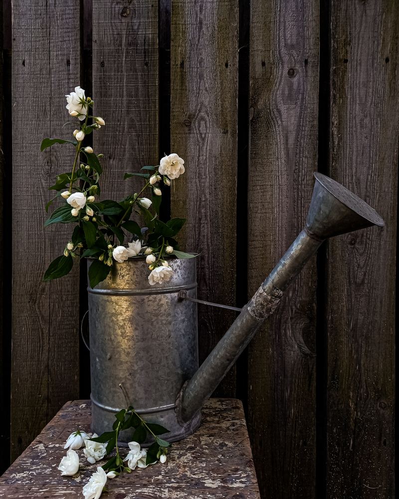 Photograph by Svetlana Yurasova