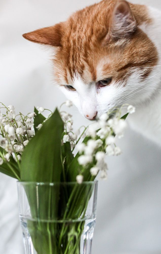 Photograph by Марина Савинская